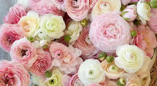 Ein üppiger Strauß zarter Ranunkeln in Rosa- und Cremetönen. Diese Blumen sind perfekt, um einen Hauch von Frühling zu genießen, wenn man sie pflanzt.