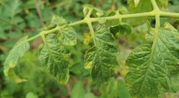 Nahaufnahme eines Zweigs mit grünen Blättern, die gelb werden und welken. Die Tomatenpflanzen zeigen Anzeichen von Stress.