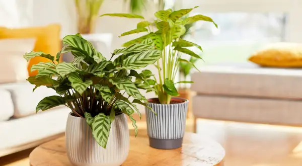 Zwei Calathea-Pflanzen mit gemusterten Blättern stehen auf einem Holztisch. Der ideale Calathea Standort ist hell, aber ohne direkte Sonneneinstrahlung.