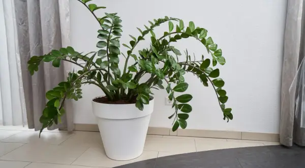 Große Zamioculcas-Pflanze in weißem Topf. Die Zamioculcas pflege ist einfach, sie braucht wenig Wasser und Licht.
