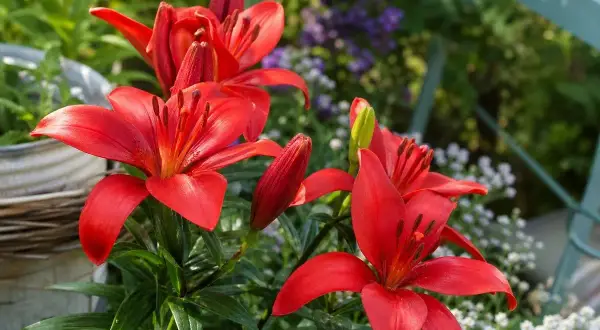 Leuchtend rote Lilien blühen im Garten. Der ideale lilien standort ist sonnig und geschützt.