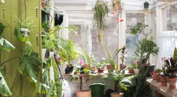 Grüner Wintergarten mit vielen Pflanzen. Tolle anbau wintergarten ideen für Pflanzenliebhaber.