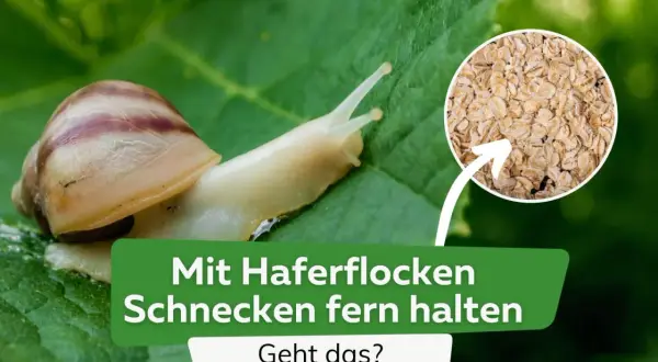 Schnecken kriechen über ein Blatt, während ein Kreis Haferflocken zeigt. Die Frage: Mit Haferflocken Schnecken fern halten? Geht das?
