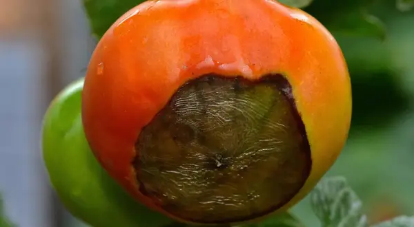 Reife Tomate mit großen, dunklen braunen Flecken, die auf Verderb hindeuten. Eine unreife grüne Tomate ist im Hintergrund zu sehen.