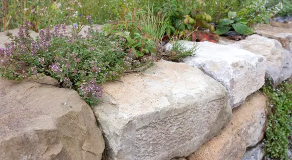 Eine rustikale **Natursteinmauer bauen** mit üppig blühendem Thymian und Wildblumen.