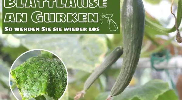 Blattläuse befallen eine Gurkenpflanze. Ein Detailbild zeigt die kleinen Schädlinge auf einem Blatt.