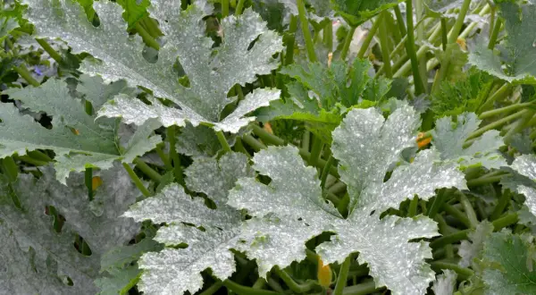 Zucchini-Blätter mit Mehltau. Trotz des Befalls sind die Früchte noch essbar.