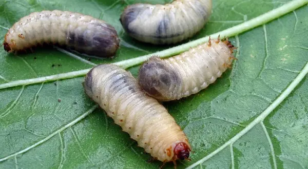 Vier Engerlinge auf einem grünen Blatt. Man kann die Unterschiede zwischen den Engerlingen gut erkennen.