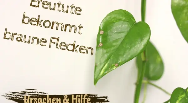 Efeutute bekommt braune Flecken. Ursachen & Hilfe für Ihre Pflanze.