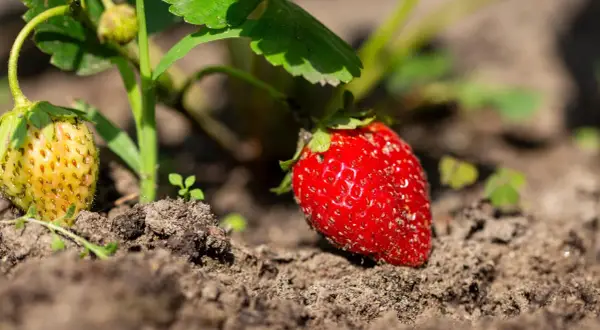 Eine reife Erdbeere leuchtet rot im Sonnenlicht, daneben eine noch grüne Frucht.