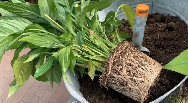 Ein grüner Pflanzenballen mit vielen Wurzeln liegt neben frischer Erde in einem Zinkgefäß. Eine kleine Schaufel hilft beim **Pflanzen umtopfen**.