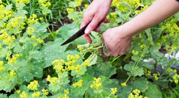 Hände ernten Frauenmantel mit einem Messer. Die grünen Blätter und gelben Blüten sind mit Tautropfen bedeckt.