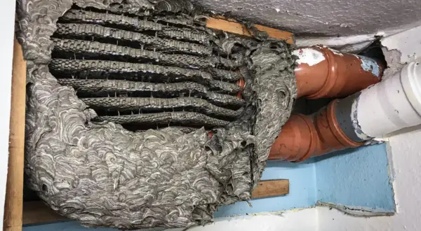 Großes Hornissennest neben Rohren. Die Entfernung eines solchen Nestes erfordert Vorsicht.