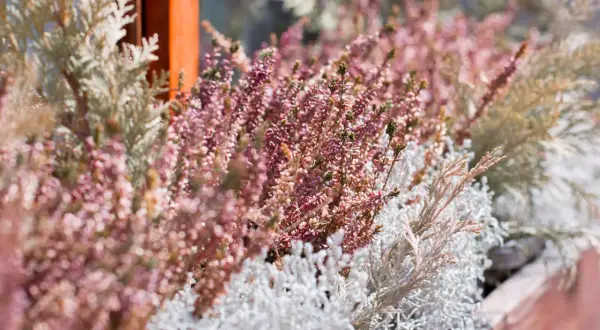 Balkonkasten mit winterharte balkonpflanzen: Heidekraut in Rosa und silbrig-graue Ziergräser trotzen der Kälte.