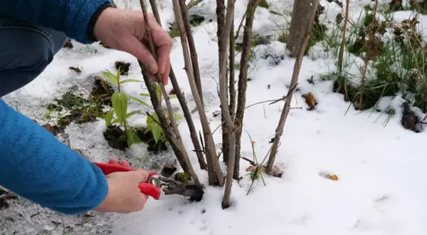Hände schneiden mit roter Gartenschere einen Trieb ab, um Stachelbeeren zu vermehren. Schnee bedeckt den Boden.