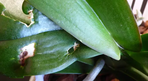 Orchideenblätter mit Fraßschäden und braunen Flecken, verursacht durch Thripse.