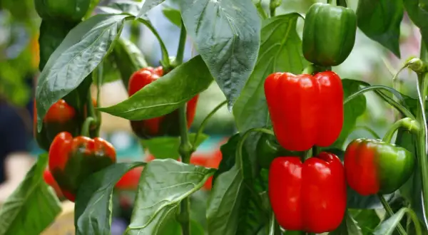 Reife rote und grüne Paprika hängen an einem Strauch, bereit zum Paprika ernten.