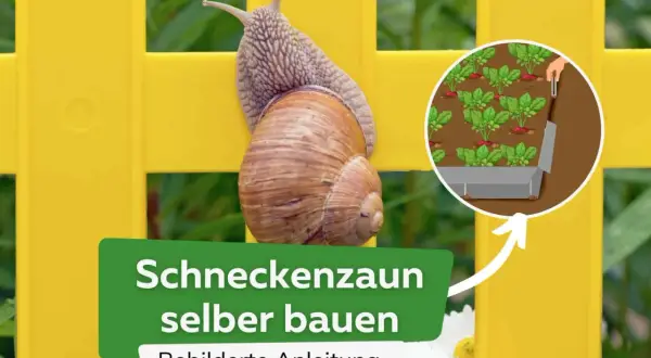 Schneckenzaun selber bauen: Eine Weinbergschnecke klettert an einem gelben Zaun. Daneben eine Illustration, wie man einen Schneckenschutz für Gemüsebeete baut.