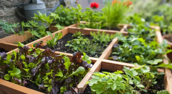 Ein Hochbeet mit verschiedenen Salaten, Erdbeeren und Kräutern. Perfekt für die **Pflanzen Ostbalkon**-Idee.