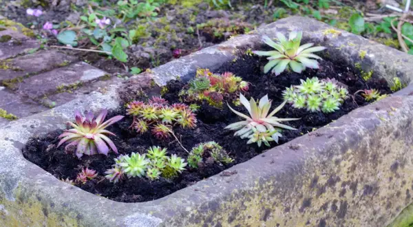 Steinbeet mit verschiedenen Sukkulenten und Hauswurzen. Tolle Ideen mit Pflanzsteinen für einen pflegeleichten Garten.