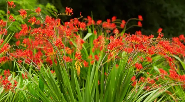 Leuchtend rote Montbretien-Blüten vor sattgrünem Laub. Ein idealer **montbretien standort** für sonnige Plätze im Garten.