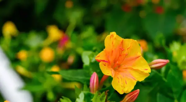Eine leuchtend gelbe Wunderblume mit roten Streifen, umgeben von grünen Blättern und Knospen. Vorsicht, die Wunderblume ist giftig!