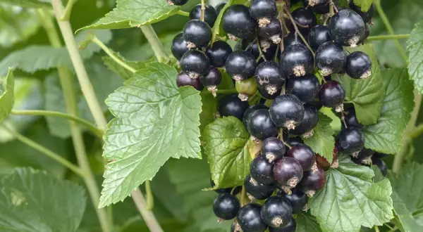 Reife schwarze Johannisbeeren hängen an einem Strauch. Die Johannisbeere pflanzen ist eine gute Idee für den Garten.