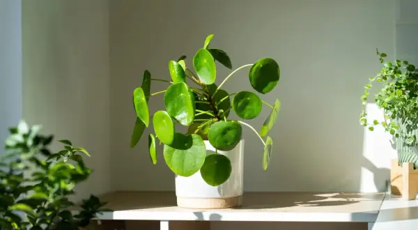 Pilea mit runden Blättern im hellen Licht, idealer **Pilea Standort** für ein gemütliches Zuhause.