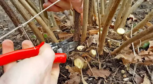 Hände mit roter Gartenschere schneiden junge Triebe an einem Johannisbeerstrauch.