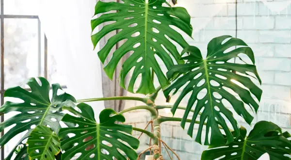 Große, grüne Monstera-Blätter mit charakteristischen Schlitzen. Die Pflanze steht vor einem Fenster mit Vorhang und einer hellen Ziegelwand. Tipps zur Monstera Pflege.