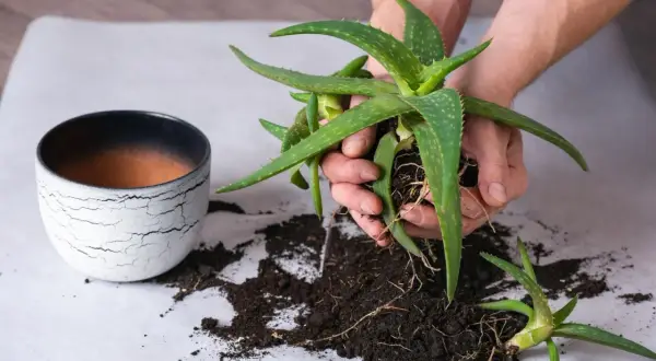 Hände halten Aloe Vera Ableger mit Wurzeln. Daneben ein Topf und Erde.