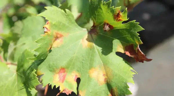 Grünes Weinblatt mit braunen Flecken, ein Zeichen für falschen Mehltau. Diese Krankheit befällt Weintrauben und kann zu erheblichen Ernteverlusten führen.