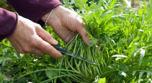 Hände ernten frische Rucola Pflanzen mit einem Messer.