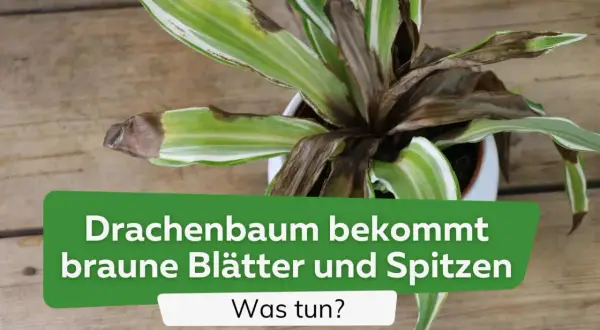 Dracaena marginata mit braunen Blättern und Spitzen. Was tun?