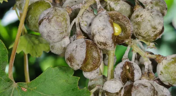 Traurige Trauben, gezeichnet von Mehltau. Die Früchte sind rissig und von einem grauen Belag überzogen, ein trauriges Bild für den Wein.