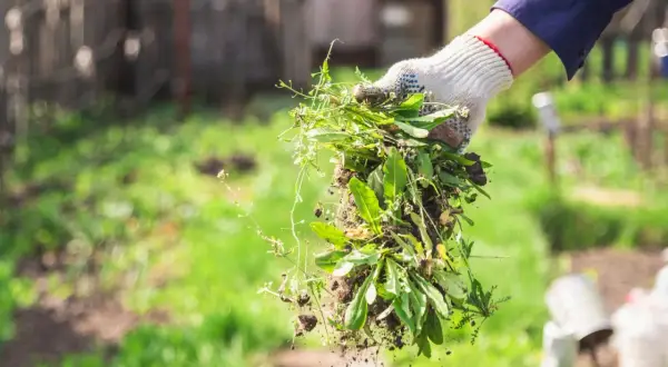 Gartenarbeit: Eine Hand in Handschuh hält frisch ausgezogenes Unkraut. So macht man Unkrautvernichter selber.