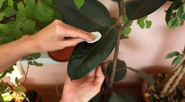 Hände reinigen die dunklen Blätter eines Gummibaums mit einem Wattepad. Richtige Gummibaum Pflege für gesunde, glänzende Blätter.