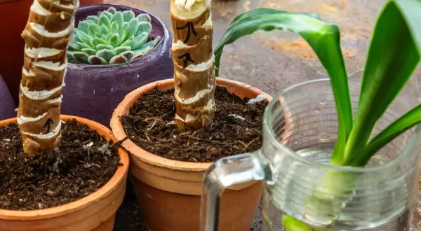Yucca Palme Ableger in Töpfen und einem Glas Wasser. Ein kleiner Ableger einer Yucca Palme treibt Wurzeln im Wasser.