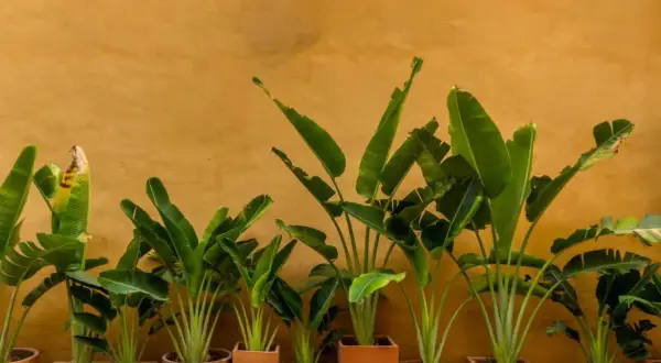 Reihe von grünen Bananenpflanzen in Terrakotta-Töpfen vor ockerfarbener Wand. Gute **Bananenpflanze Pflege** sorgt für dieses üppige Grün.