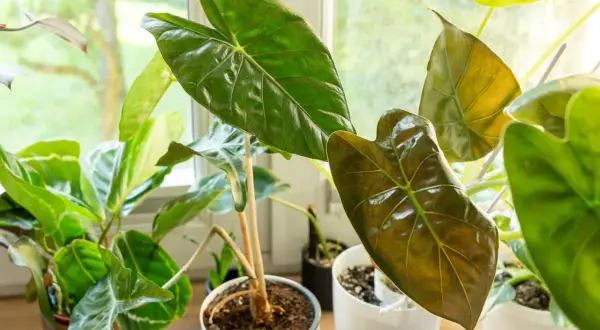 Pfeilblatt-Pflanzen mit großen, glänzenden Blättern stehen am Fenster. Tipps zur pfeilblatt pflege für gesunde, grüne Blätter.