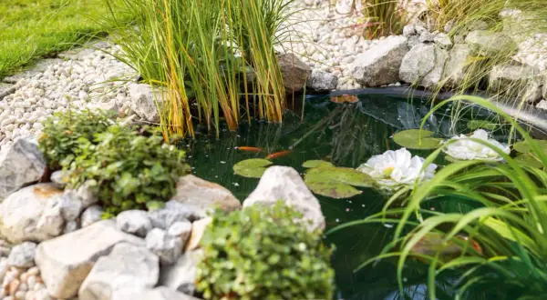 Ein idyllischer **teich im garten** mit zwei Goldfischen, Seerosen und üppigem Schilf. Steine und Kies säumen das Ufer.