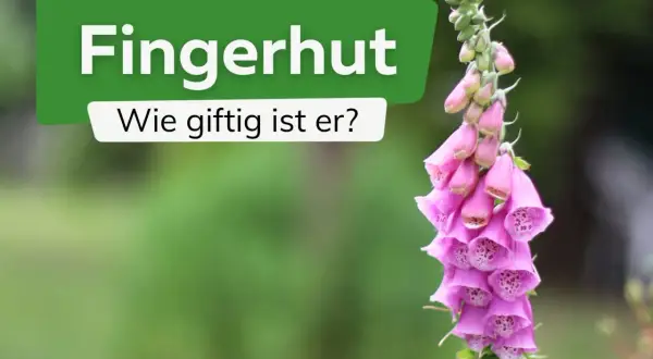 Ein rosa Fingerhut, der giftig ist, mit der Frage "Wie giftig ist er?" im Hintergrund.