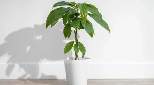 Eine junge avocado-pflanze 2 jahre alt, mit grünen Blättern, steht in einem weißen Topf vor einer weißen Wand.