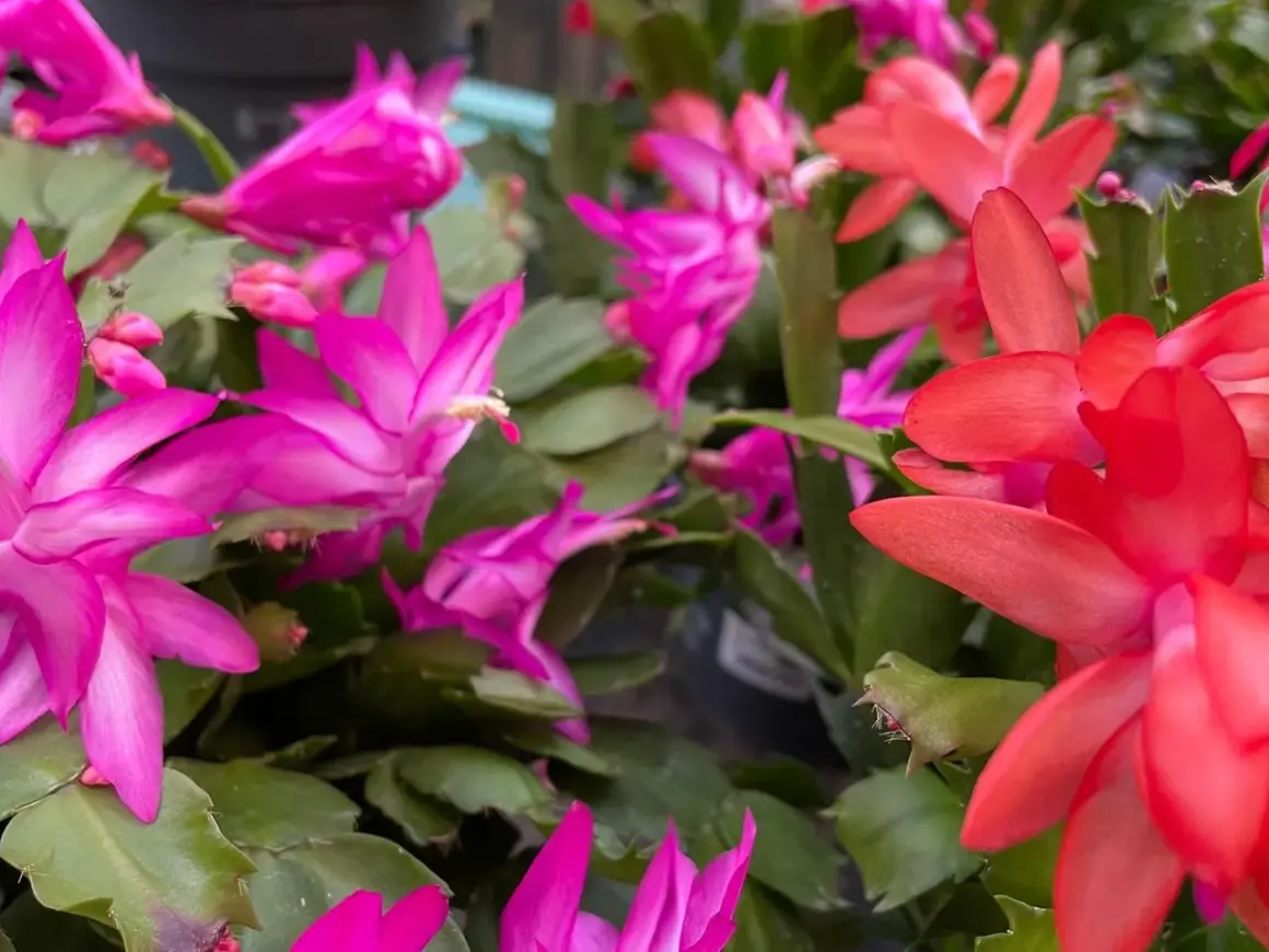 Bunte Weihnachtskakteen in Pink und Rot blühen üppig. Mit der richtigen Weihnachtskaktus Pflege werden sie zu einem echten Hingucker.