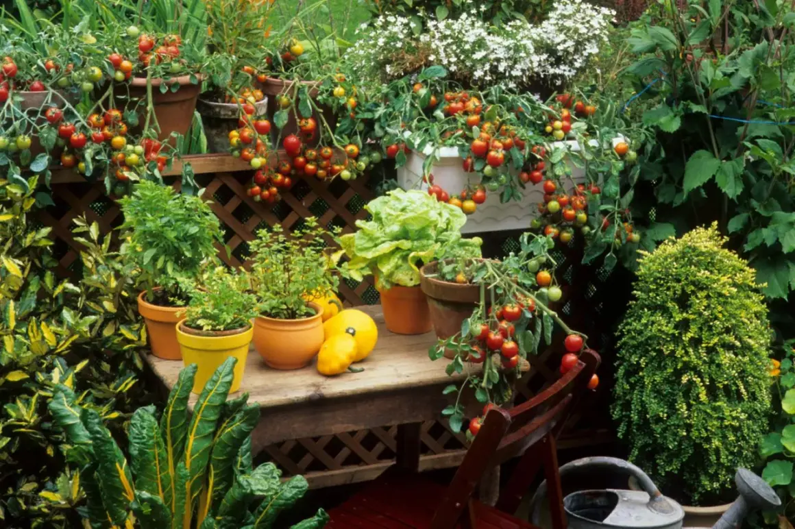 Üppig bepflanzter Balkon mit Tomaten, Salat und Kräutern. Ein Paradies zum Balkon bepflanzen mit frischen Ernten.