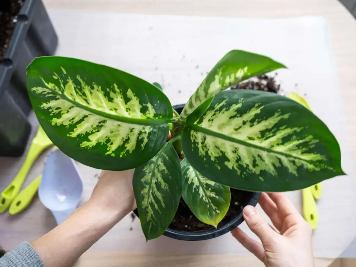 Hände halten einen Topf mit einer Dieffenbachia, einer der giftigen Zimmerpflanzen. Werkzeuge liegen daneben.
