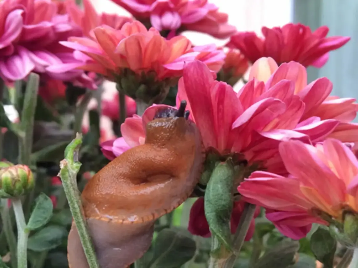 Eine braune Nacktschnecke kriecht über pinke Chrysanthemen.