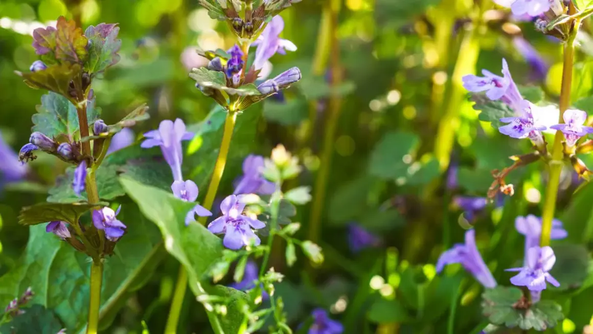 Nahaufnahme der Gundermann Pflanze mit ihren zarten violetten Blüten und grünen Blättern im Sonnenlicht.