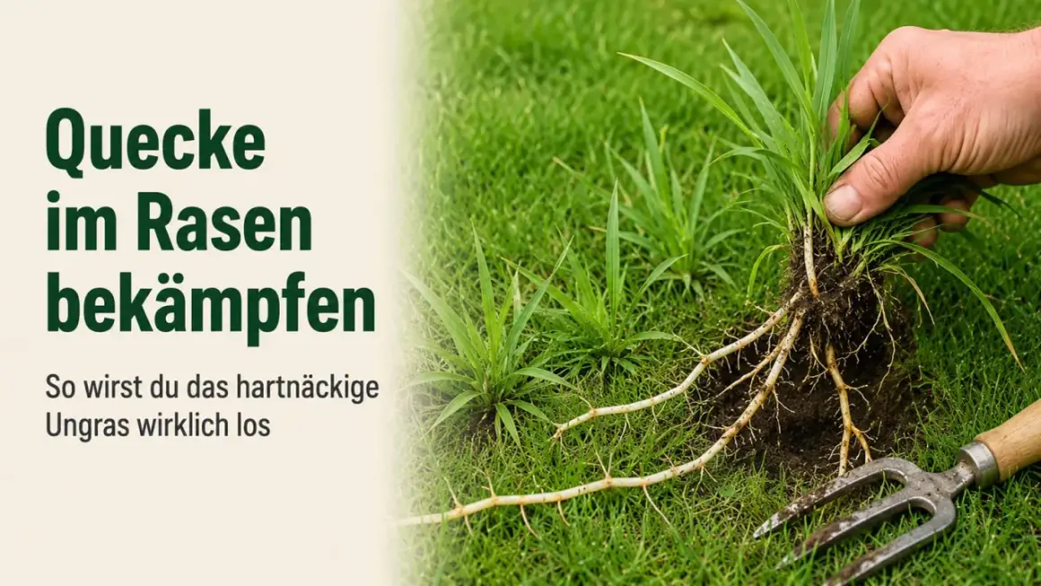 Hand zieht Quecke mit Wurzeln aus dem Rasen. So kannst du hartnäckiges Unkraut bekämpfen.