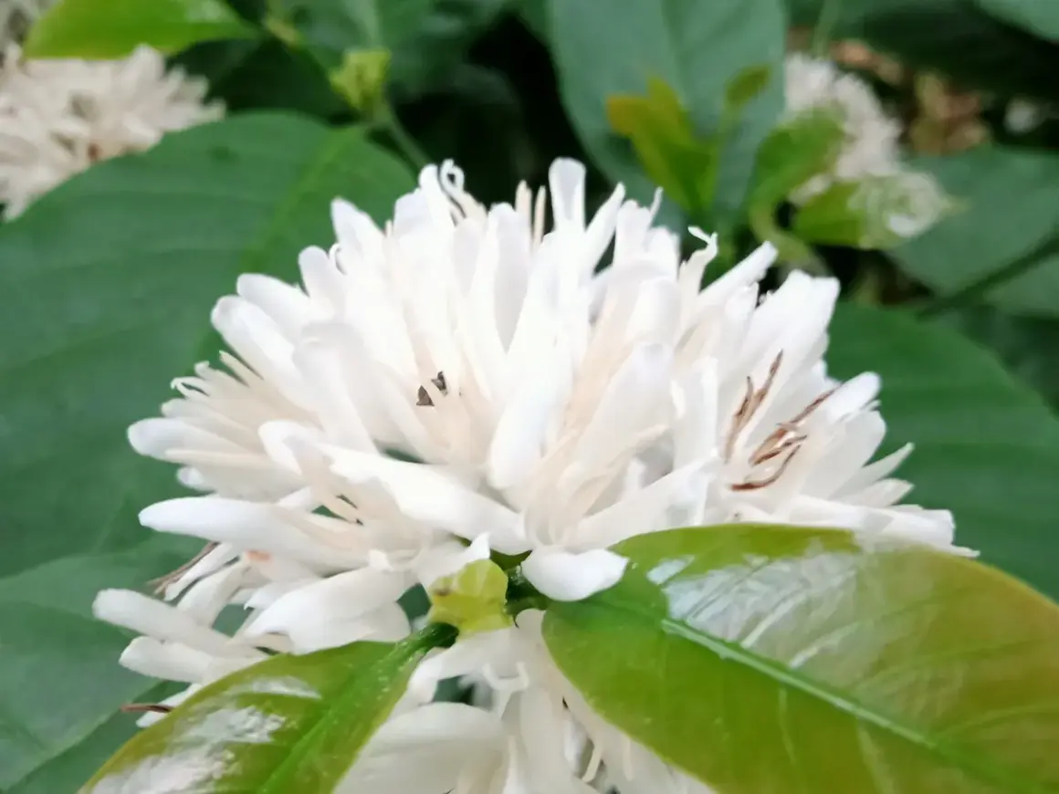 Weiße, sternförmige Blüten einer Kaffeepflanze. Die richtige Kaffeepflanze Pflege ist entscheidend für diese zarten Blüten.